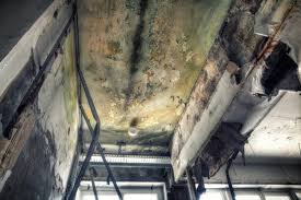  , USA Mold Remediation Pros